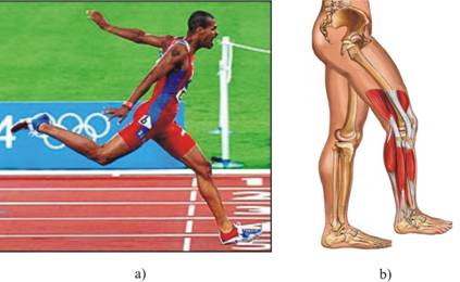 Natural impedance of human legs: a) leg muscles enable running by changing their strength characteristics, b) leg muscles and ligaments as natural body “actuators” and natural “shock-absorbers”